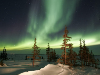 Green aurora snowy landscape trees 6 - a green aurora free wallpaper