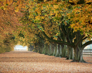 Trees leaves ground fence background 3 - a row of trees free wallpaper