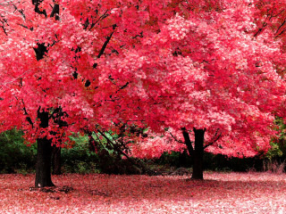 Red tree leaves bench park 3 - the ground and a bench in the middle of the park free wallpaper