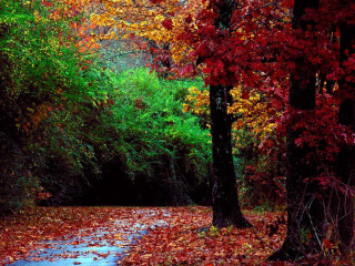 Wooded path leaves red green 3 - red leaf free wallpaper