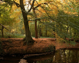 Small pond surrounded by trees - a small pond free wallpaper