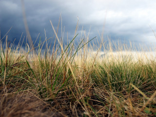 Field grass cloudy sky ferriswheel 2 - grass free wallpaper