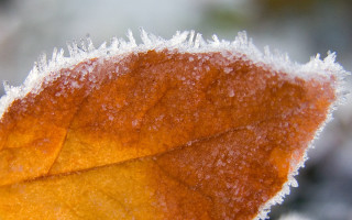 Close up leaf snow frost - a close up of a leaf free wallpaper