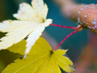 Leaf water droplets closeup blurry 2 - a close up of a leaf free wallpaper
