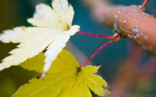 Leaf water drops closeup blurry - adam bruce thomson free wallpaper