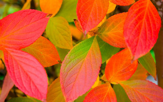 Tree closeup red green leaves - branch free wallpaper