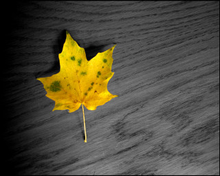 Yellow leaf wooden surface black 3 - a wooden surface free wallpaper