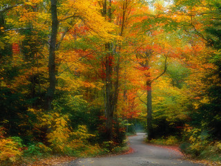 Autumn road trees yellow red 4 - lot of trees free wallpaper