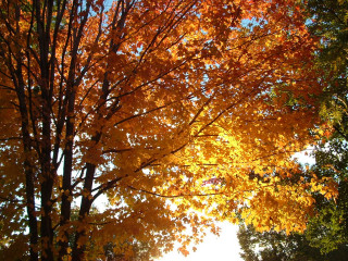 Tree yellow leaves fall blue - the fall season free wallpaper