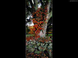 Tree red leaves stone wall 3 - it next free wallpaper