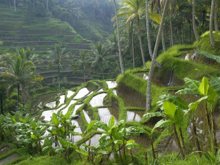 Rice field trees plants mountain - beautiful free wallpaper for desktop