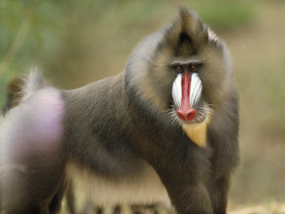 Monkey longtongue rednose blacktail whitetip - alex petruk ape free wallpaper