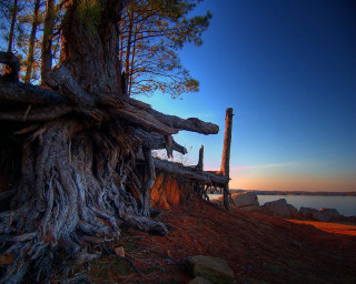Tree ground water rocks trunk - ecological art free wallpaper