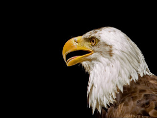 Bald eagle black background detailed - beak free wallpaper