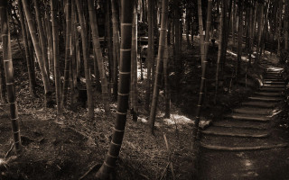 Black white forest path steps 2 - adobe lightroom free wallpaper