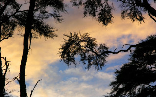 Bird flying sky trees sunset - two tree free wallpaper