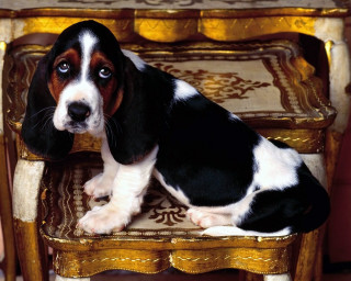 Dog sitting chair sad look - a hand free wallpaper