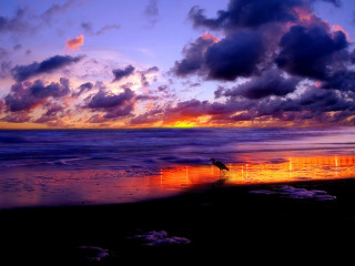 Bird beach sunset clouds person 2 - mystical free wallpaper