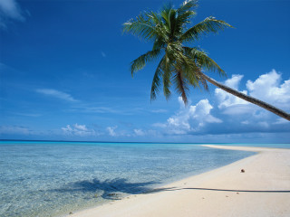 Palm tree beach clear water 6 - clear water free wallpaper