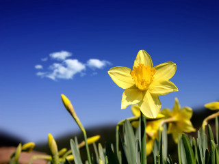 Yellow flower green grass foreground - david dougal williams free wallpaper