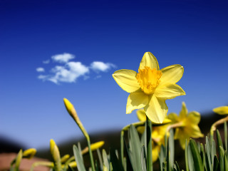 Yellow flower green grass foreground 3 - david dougal williams free wallpaper