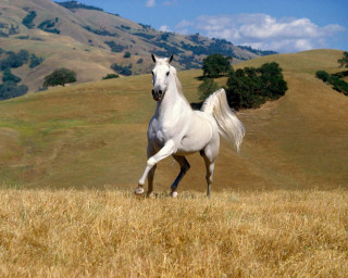 White horse galloping dry grass - hill free wallpaper
