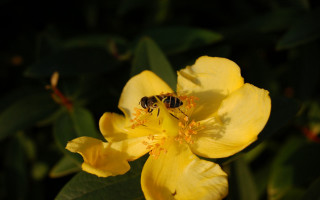 Bee yellow flower green leaves - a bee free wallpaper