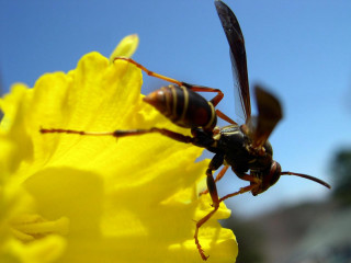 Bee flower sky macro ecological 2 - a sky background in the background free wallpaper