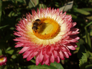 Bee pink flower yellow stamens 6 - a green leafy background free wallpaper