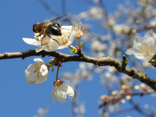 Bee branch white flowers blue - a branch of a tree free wallpaper