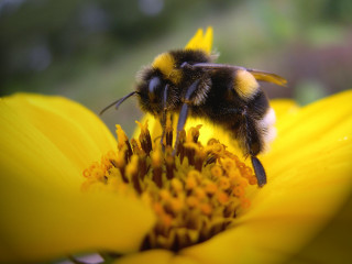 Bee yellow flower blurry background 2 - a bee free wallpaper