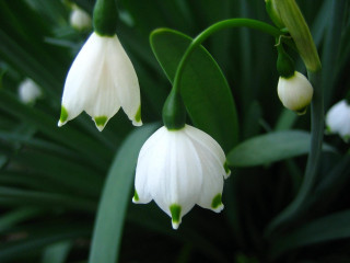 Close up flower green leaves - simple free wallpaper