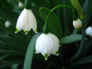 Close up flower green leaves 6 - simple free wallpaper