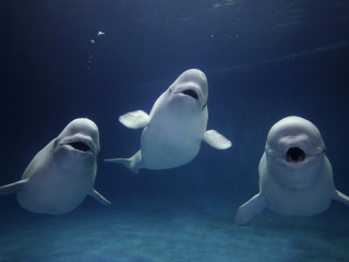 Three white sharks blue ocean 2 - david dougal williams free wallpaper