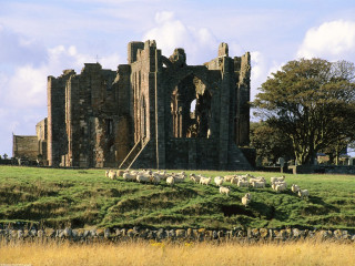Sheep grazing castle grassy field - sheep free wallpaper