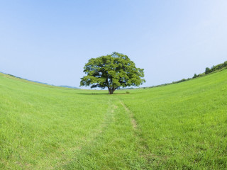 Lone tree green field blue - a lone tree free wallpaper