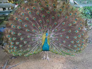 Peacock feathers fanned bench tree - its feather free wallpaper