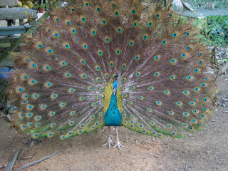 Peacock feathers fanned bench tree 4 - its feather free wallpaper
