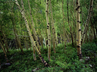 Bamboo forest path park nature - free forest wallpaper