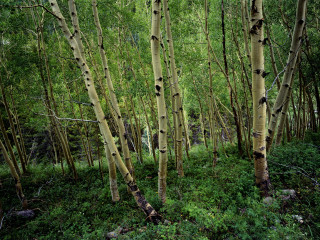 Bamboo forest grove nature path - free forest wallpaper