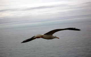 Seagull flying ocean cloudy red 4 - free bird wallpaper