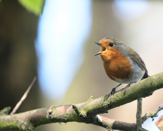 Small bird tree branch mouth - a small bird free wallpaper