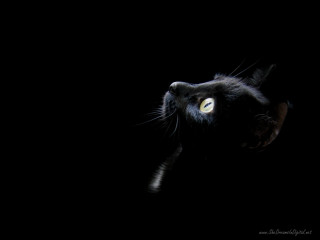 Black cat glowing eyes dark 2 - a black cat free wallpaper