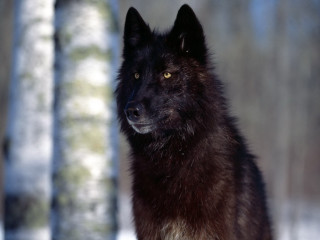 Black wolf snow trees light - a black wolf free wallpaper
