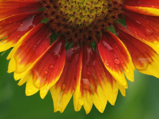 Flower water droplets green yellow - a yellow center free wallpaper