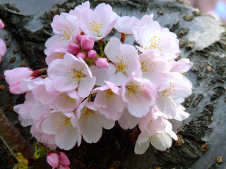Pink flowers tree branch sunlight 4 - chang daichien free wallpaper