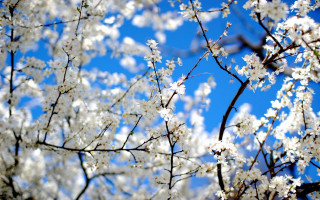 Tree white flowers blue sky 4 - blue sky in the background free wallpaper