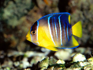 Blue yellow fish ocean floor 3 - male free wallpaper