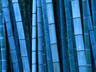 Blue bamboo sticks forest trees - a forest of trees free wallpaper