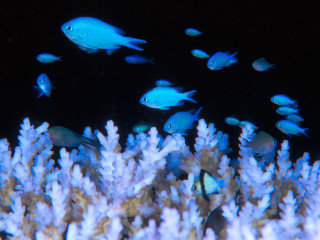 Fish corals bioluminescence blue night - bioluminescence free wallpaper